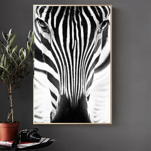 Zebra Art Print